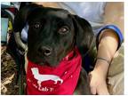Adopt Lacey a Black - with White Labrador Retriever dog in Atlanta