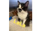 Adopt LaLa a White Domestic Longhair / Domestic Shorthair / Mixed cat in