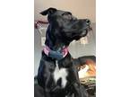 Adopt Blakely a Black Boxer / Labrador Retriever / Mixed (short coat) dog in