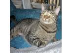 Adopt Kombucha a All Black Domestic Shorthair / Domestic Shorthair / Mixed cat