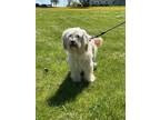 Adopt Miley a White Labrador Retriever / Poodle (Standard) / Mixed dog in Fergus