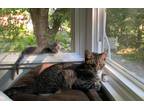 Adopt Lucy & Bubkiss a Tiger Striped Domestic Shorthair (short coat) cat in
