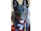 Adopt Oz a Black - with Tan, Yellow or Fawn German Shepherd Dog dog in Atlanta