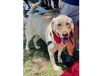 Adopt Buddy a Tan/Yellow/Fawn Labrador Retriever / Mixed dog in Atlanta