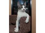 Adopt Dill a Brown Tabby Domestic Shorthair (short coat) cat in La Quinta