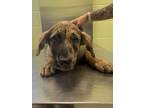 Adopt Dos a Catahoula Leopard Dog, Mixed Breed