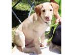 Adopt Rapunzel a Tan/Yellow/Fawn Labrador Retriever dog in Atlanta