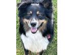 Adopt Benji a Black - with White Australian Shepherd / Mixed dog in Grafton