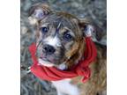 Adopt Sadie a Brindle - with White Labrador Retriever / Boxer dog in Atlanta