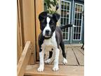 Adopt Mia a Black - with White Border Collie / Mixed dog in Crete, IL (41452659)
