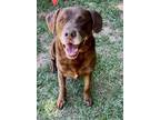 Adopt Atticus a Brown/Chocolate Labrador Retriever dog in Atlanta, GA (41429427)