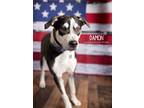 Adopt Damon a Black - with White Blue Heeler dog in Littleton, CO (40726627)