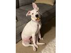 Adopt Rosie a White American Pit Bull Terrier / Mixed dog in La Plata