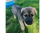 Adopt Felix a Norwegian Elkhound / German Shepherd Dog / Mixed dog in Castlegar