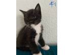 Adopt Biscuit a Black & White or Tuxedo American Shorthair / Mixed (short coat)