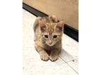Adopt Oregano a Orange or Red Tabby Domestic Mediumhair (medium coat) cat in La