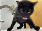 Adopt Vega a All Black Domestic Shorthair / Mixed (short coat) cat in Columbus