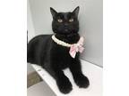 Adopt Vega a All Black Domestic Shorthair / Mixed (short coat) cat in Columbus