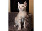Adopt Foxtrot a Orange or Red Tabby Domestic Shorthair (short coat) cat in La