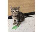 Adopt Echo a Brown Tabby Domestic Shorthair (short coat) cat in La Quinta