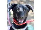 Adopt Jedi a Black Labrador Retriever / Shepherd (Unknown Type) dog in Atlanta