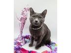 Adopt Gigi IV a Gray or Blue Domestic Shorthair / Mixed cat in Muskegon