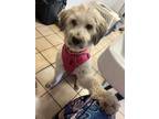 Adopt Honey a White Labradoodle / Wheaten Terrier dog in North Reading