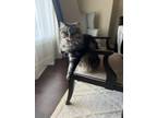 Adopt Gems a Brown Tabby Siberian / Mixed (medium coat) cat in Ada