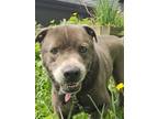 Adopt Rufus a Gray/Silver/Salt & Pepper - with White American Staffordshire
