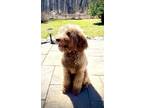 Adopt Martha a Brown/Chocolate Standard Poodle / Australian Shepherd dog in