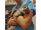Adopt Revere a Brown Tabby Domestic Shorthair (short coat) cat in Beacon