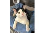 Adopt Skuttles a Domestic Shorthair / Mixed cat in Vancouver, BC (41443911)