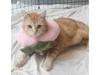 Adopt Kiri a Domestic Shorthair / Mixed cat in Vancouver, BC (41454094)