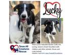 Adopt Lucky a Golden Retriever / Great Pyrenees / Mixed dog in Alvarado