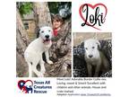 Adopt Loki a Border Collie / Mixed dog in Alvarado, TX (41447124)