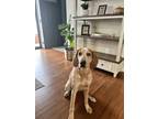 Adopt Rudy a Tan/Yellow/Fawn English (Redtick) Coonhound / Mixed dog in