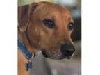Adopt Scout nka Skittles (The Arlington 16) a Tan/Yellow/Fawn - with White