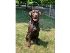 Adopt Red a Brown/Chocolate Labrador Retriever / Mixed dog in Macedon