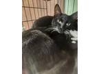 Adopt Jerry a Black & White or Tuxedo Domestic Shorthair (short coat) cat in
