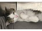 Adopt School a White Domestic Shorthair / Domestic Shorthair / Mixed cat in