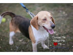 Adopt Polly (Bonded with Perdita) a Brown/Chocolate Beagle / Mixed Breed