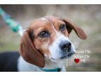 Adopt Perdita (bonded with Polly) a Brown/Chocolate Beagle / Mixed Breed