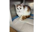 Adopt Rock a Orange or Red Domestic Shorthair / Domestic Shorthair / Mixed cat