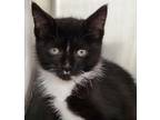 Adopt Pinata a Domestic Shorthair / Mixed (short coat) cat in Staten Island