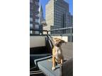 Adopt Sonora a Tan/Yellow/Fawn Mixed Breed (Medium) dog in New York