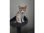 Adopt Samuel a Orange or Red Tabby Tabby / Mixed (medium coat) cat in North Las