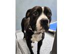 Adopt Bianka a Black American Pit Bull Terrier / Mixed dog in Baton Rouge