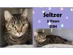 Adopt Seltzer a Brown Tabby Domestic Shorthair / Mixed Breed (Medium) / Mixed