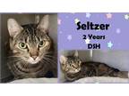 Adopt Seltzer a Brown or Chocolate Domestic Shorthair / Domestic Shorthair /