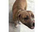 Adopt MAMA KeKe a Brown/Chocolate American Pit Bull Terrier / Mixed dog in